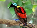 Imagem principal do artigo Estudo mostra que aves-do-paraíso emitem sinais coloridos invisíveis a olhos humanos